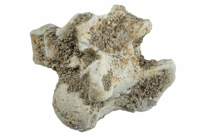 Fossil Sea Snake (Palaeophis) Vertebra - Morocco #261623